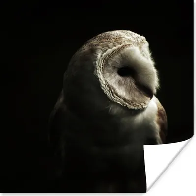 Produktbild von MuchoWow® Poster Eule - Vogel - Porträt 50x50 cm - Wohnzimmerdekoration