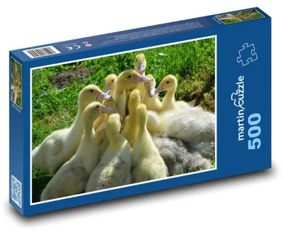 Zdjęcie produktu dla martinpuzzle - Puzzle 500 - Kachny - młode, zwierzęta