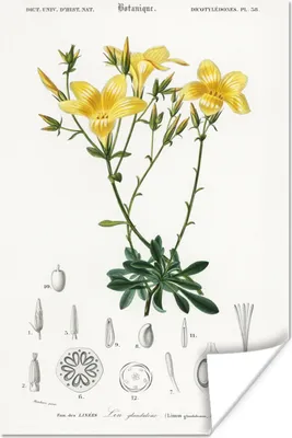 Produktbild von MuchoWow® Poster Pflanze - Vintage - Blatt 120x180 cm - Kunstposter