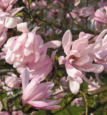 Produktbild von Magnolie 'ROSEA' 60-70 cm, Cont. 2,5 l