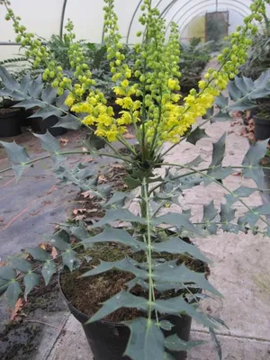 Produktbild von Lomariablättrige Mahonie - Mahonia lomariifolia - 30-40cm