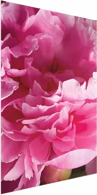 Produktbild von Posterpapier Poster - Beautiful Peonies 60x90 cm Blumen b-C-0400-ao-a