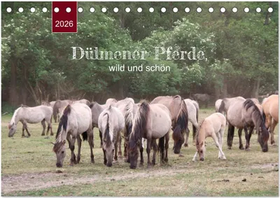Produktbild von Dülmener Pferde, wild und schön (Tischkalender 2026 DIN A5 quer), CALVENDO Monatskalender