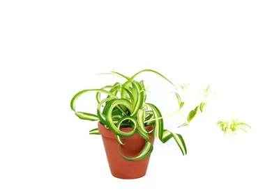 Obrázek produktu pro Gardners Chlorophytum Comosum Bonnie, průměr 11-12 cm