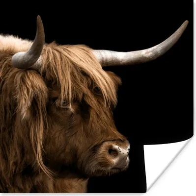 Produktbild von MuchoWow® Poster Schottischer Highlander - Tiere - Kuh 50x50 cm - Wohnzimmerdekoration