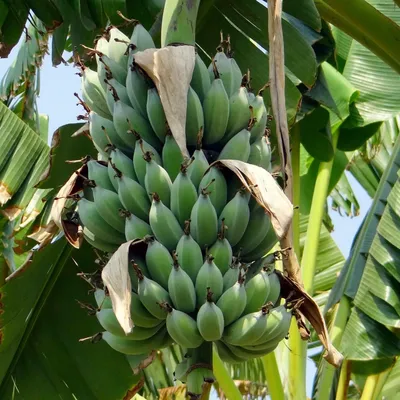 Obrázek produktu pro Banán trpasličí (Musa acuminata) – 5 semen