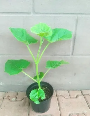 Produktbild von Paulownia Blauglockenbaum Tomentosa Baum Winterhart Großer Sämling Neu Design