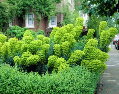 Produktbild von 3 x Euphorbia characias ‚Wulfenii' (Mittelmeer-Wolfsmilch) - Stauden Gänge