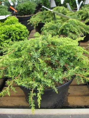 Produktbild von Kriechwacholder Lemon Carpet - Teppichwacholder - Juniperus communis - 25-30