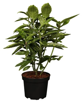 Produktbild von Aucuba japonica 'Variegata', Japanische Aukube, buntes Laub, 50–60 cm