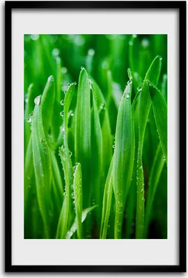 Produktbild von Bild - Bilderrahmen - 40 cm x 60 cm - MDF - Rahmen - Wandkunst - Grashalme
