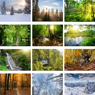 Produktbild von Waldzauber Set 12 Poster DIN A5 Wald - Seelenzauber