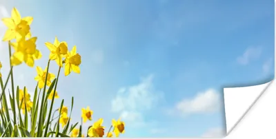 Produktbild von MuchoWow® Poster Blumen - Narzisse - Frühling 120x60 cm - Bild