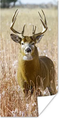 Produktbild von MuchoWow® Poster Hirsche - Gras - Herbst - Tiere - Natur - Geweih 20x40 cm - Plakat - Foto
