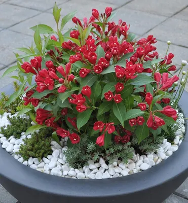 Produktbild von Weigelie ´ALL SUMMER RED®´ 20-30 cm, Cont. 2,5 l