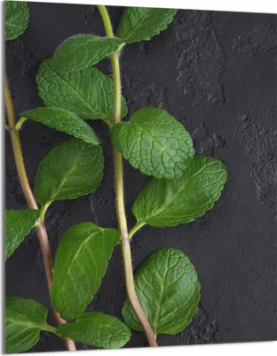 Produktbild von Herdabdeckplatte 40x52 Glaskeramikkochfeld Abdeckung Spritzschutz Glasplatte Deko Schneidebrett, Schiefer Minze