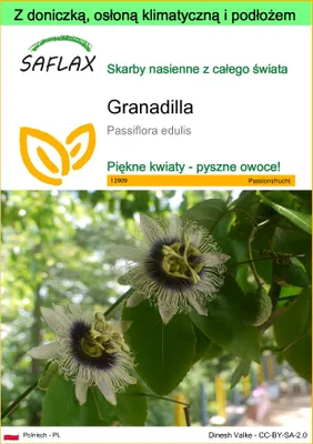 Zdjęcie produktu dla SAFLAX - Garden to go - Granadilla - 40 Nasiona - Z doniczką, pokrywą klimatyczną i podłożem do uprawy - Passiflora edulis