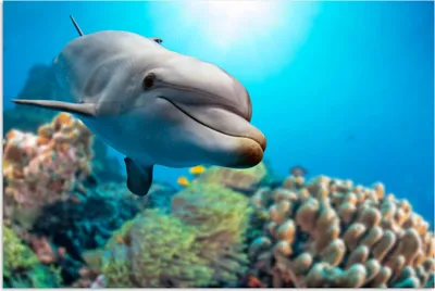 Produktbild von MuchoWow® Poster Delfin - Meer - Koralle 180x120 cm - Fotoplakat