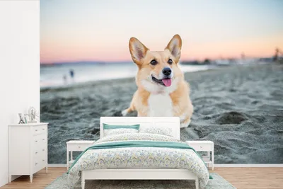 Produktbild von MuchoWow® Fototapete für Wohnzimmer oder Schlafzimmer Wandtapete Vinyl Motivtapete Hund am Strand - 525x350 cm - Das Hintergrundbild