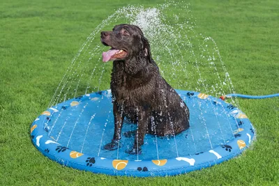A brown dog is sitting in a blue splash pad on a green lawn.