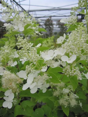 Produktbild von Hydrangea paniculata Lena ® - Rispenhortensie Lena ® 40-60