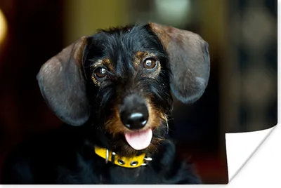 Produktbild von MuchoWow® Poster Niedlicher schwarzer Dachshund 180x120 cm - Fotoplakat