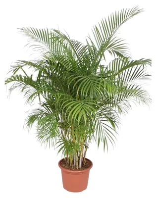 Image de Dypsis Lutescens (Palmier Areca) - 180-200cm - Ø40cm - Plante d'intérieur - Vert persistant