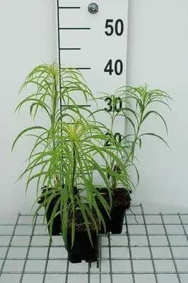 Image de 6 x Helianthus salicifolius - Tournesol - pot 9 x 9 cm