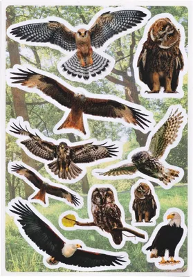 Produktbild von HERMA Sticker DECOR Greifvögel aus Papier matt 3 Blatt à 10 Sticker