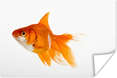 Produktbild von MuchoWow® Poster Goldfisch - Fisch - Weiß 180x120 cm - Fotoplakat