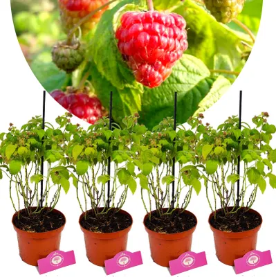 A collage of a close-up of ripe raspberries and four potted raspberry plants.