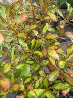 Produktbild von Spiegelbusch Inferno - Coprosma Inferno - 30-40cm