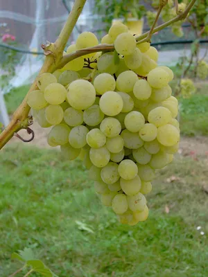 Produktbild von Gelber Augusteller, gelbe Traube, pilzfeste Weinrebe, frosthart, gestäbt 3,5 Liter