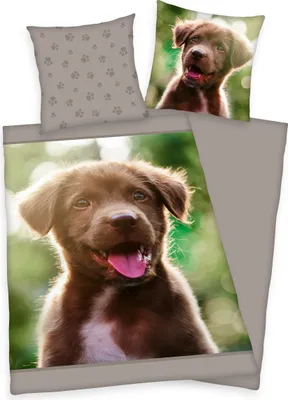 Produktbild von 2tlg. Hunde Welpen Wende Bettwäsche 100% Baumwolle Bettwäscheset Set Labrador