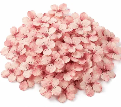 50 essbare Kirschblüten – Tortendekoration aus Waffelpapier
