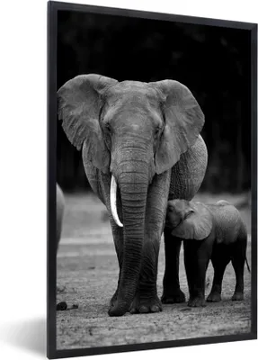 Produktbild von MuchoWow® Gerahmtes Poster Baby-Elefant wird von seiner Mutter gefüttert - schwarz und weiß 20x30 cm - Poster mit Schwarzem Bilderrahmen Wandposter Rahmen Foto Bilder - Drucken - Bilder Poster im Rahmen