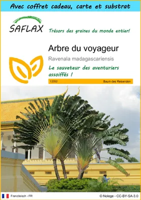 Image de SAFLAX Ensemble-cadeau - Arbre du voyageur - 8 graines - Ravenala