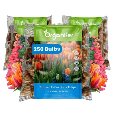 Obrázok produktu pre Tulipánové Cibule - 250 Kvetinových Cibúľ - Odraz Západu Slnka - Princess Mix Oranžová Ružová Koralová - Organifer