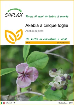 Immagine prodotto di SAFLAX  - Akebia a cinque foglie - 10 semi - Akebia