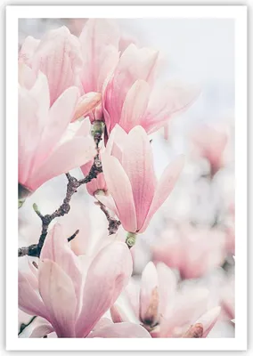 Produktbild von Poster - Poster ohne Rahmen - Magnolie Blumen Rosa - 70x100 cm - Wand Bild - Wanddeko - Wandbilder - Kunstposter - Wandposter - Bilder - Kunstdruck - Wanddekoration - Wandbild - P2XPA70x100-4396