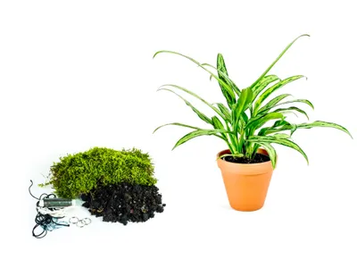 Obrázok produktu pre Gardners Kokedama "Vyrob si sám" Aglaonema Cutlass (L)