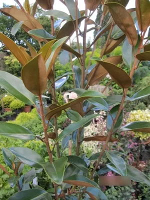 Produktbild von Magnolia grandiflora Alta - Magnolie Alta - 125-150