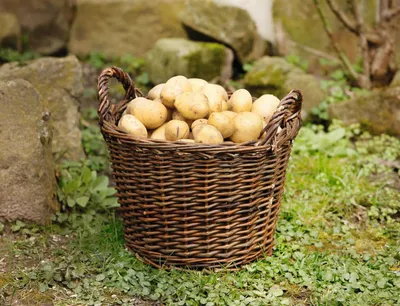 Produktbild von FRANK FLECHTWAREN Füll-Korb Natur