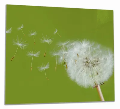 Produktbild von Wallario Herdabdeckplatte aus Glas, Größe 60 x 52 cm 1-teilig, Motiv Pusteblume auf der Wiese mit fliegenden Samen