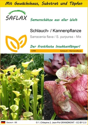 Produktbild von SAFLAX Anzucht Set - Schlauch- / Kannenpflanze - Sarracenia flava / S. purpurea - Mix - 10 Samen - Mit Mini-Gewächshaus, Anzuchtsubstrat und 2 Töpfen