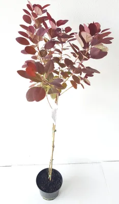 Produktbild von Cotinus coggygria ‘Royal Purple’ - Stamm 110-120 cm – Perückenstrauch Stämmchen - rotes Laub - winterhart