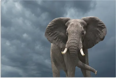 Produktbild von MuchoWow® Poster Elefant - Wolken - Tiere - Natur 30x20 cm - Plakate - Print