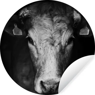 Produktbild von MuchoWow® Runde Wandtattoo - Wandsticker Tapete Aufkleber Tiere - Kuh - Schwarz - Weiß - Kuhkopf Ø 100 cm Selbstklebend und Repositionierbar - Wandaufkleber - Kreis - Tapetenkreis - Wandbild rund - Schlafzimmerdekoration - Wanddeko - runde Tapete - Kunst für zu Hause