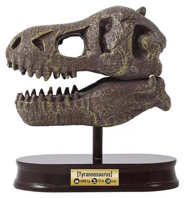 Immagine prodotto di Cranio di dinosauro giocattolo Buki - Set di scavo T-Rex