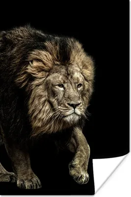 Produktbild von MuchoWow® Poster Profil - Löwe - Wild 120x180 cm - Kunstposter